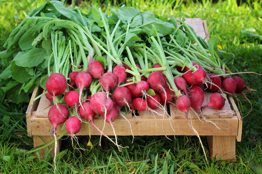 Fresh radishes with tops on the box lies on a grass background.