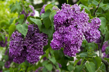 Spring lilac flowers in the garden