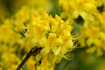 Yellow rhododendron flowers in the spring garden background