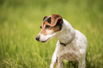 Hunde Portrait im Frühjahr in grüner Wiese - Jack Russell Terrier 