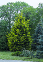 Fototapeta na wymiar green blossom fir-tree