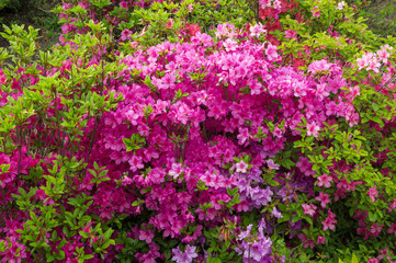 Obraz na płótnie Canvas pink rhododendron flowers in the spring garden background