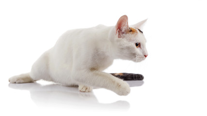 White domestic cat with a multi-colored tail looks up