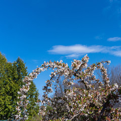sprngtime: arching branches of apple blossoms against blue sky 
