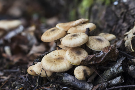 Honey fungus grows in a fall forest. Tasty edible natural mushrooms.