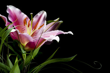 Bouquet of pink lilies with white-pink petals and green leafs on black background 