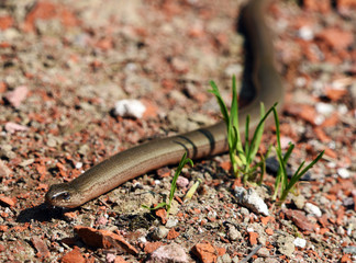 Blindworm on stone way
