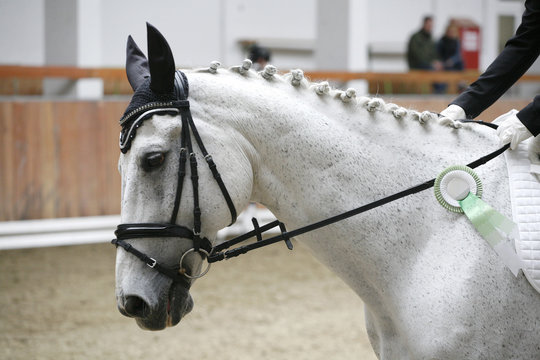Side view portrait of a beautiful grey dressage horse with award