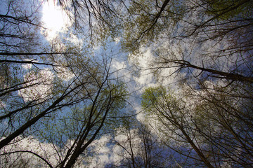 Springtime Tree Canopy