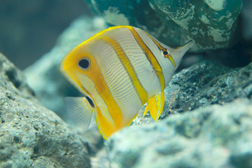 Copper Banded Butterfly fish.