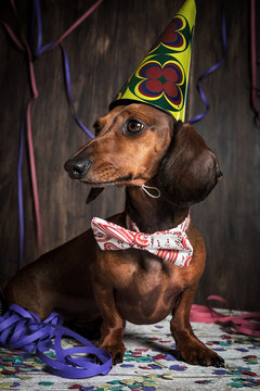 Portrait of a dog with a hat on a party