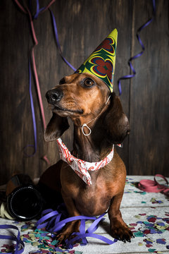 Portrait of a dog with a hat on a party