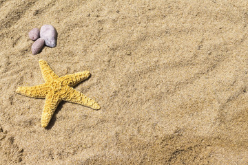 Fototapeta na wymiar Background: sea star and shells on the sand of the sea
