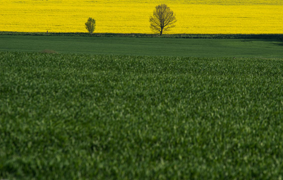 Rapsf&auml;lt tillsammans med tv&aring; tr&auml;d
