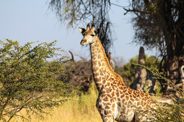 The baby giraffe in the field
