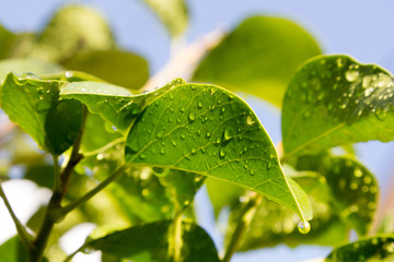 Green ivy leaves with water drops after rain