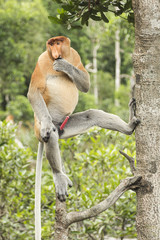 Naklejka premium Male Proboscis monkey in a tree.