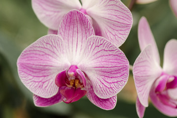 Phalaenopsis. Sri Lanka