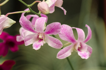 Orchids in Garden of Peradeniya. Sri Lanka