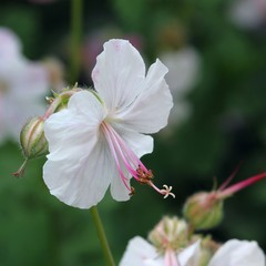 Geranium