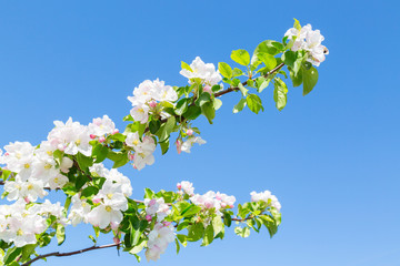 Blooming apple tree