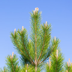 Pine branch on sky background