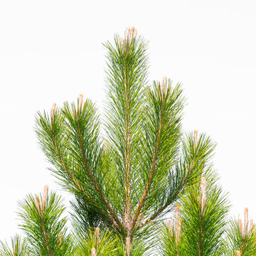 Pine branch on a white background