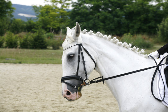 Grey colored dressage horse under saddle with unidentified rider