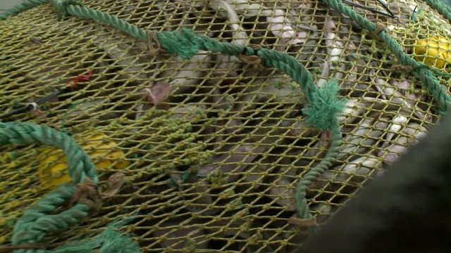 Rise of the trawl to the vessel, full of fish