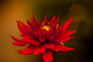 Red Flower #2