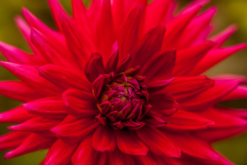 Red Flower #3