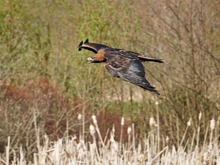 Golden eagle (Aquila chrysaetos)