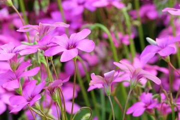 Fototapeta premium Oxalis