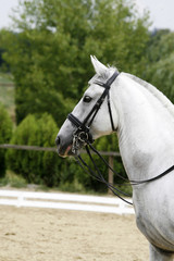 Head of a purebred grey dressage horse outdoors against green natural background