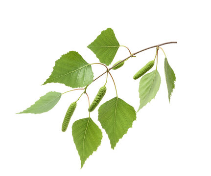 Birch leaves isolated. without shadow