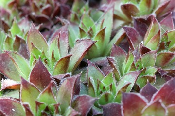 Sempervivum
