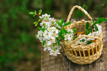 Fototapeta na wymiar White blossoms in the basket