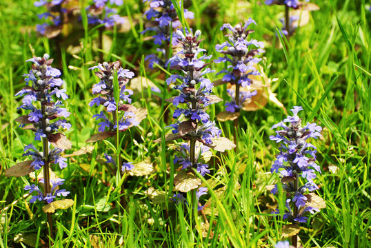 Wild Purple Ajuga Reptans Blooming in Early Spring