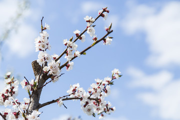 Blooming apricot tree in the garden