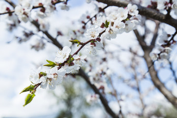 Blooming wild apricot in the garden
