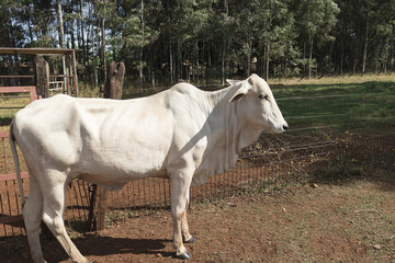 cattle on farmland, brazil