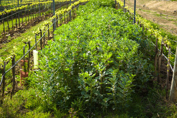 Fototapeta na wymiar Plant planted between the Italian vineyards, Favino.