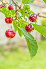 Purple cherries on a branch with leaves, close up