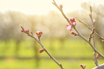 Apricot tree branches with flower buds at sunset