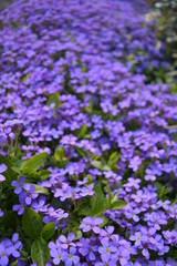 Violettes Blumenmeer
