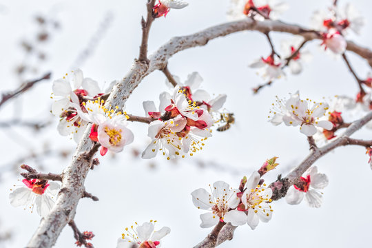 Flowering branch of an apricot tree in the orchard