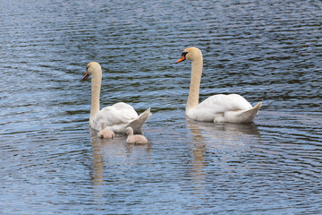 young swans with their parents