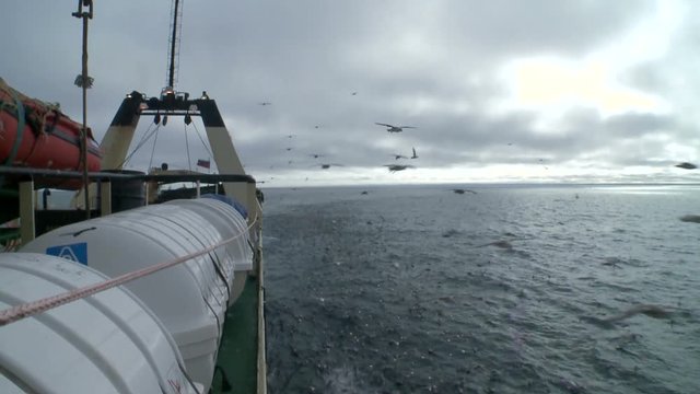 Seagulls soar behind a board of the fishing trawler.