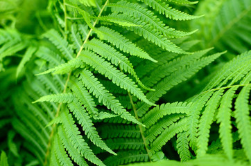 background of green fern leaves