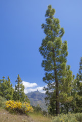 Gran Canaria, Caldera de Tejeda in May